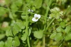 Cardamine corymbosa