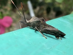 Pseudomictis distinctus