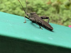 Pseudomictis distinctus