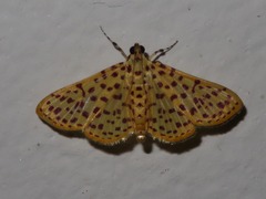 Polygrammodes eleuata
