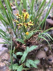 Solidago virgaurea lapponica