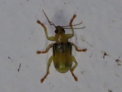 Metaxyonycha weyrauchi