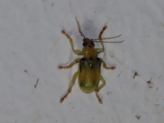 Metaxyonycha weyrauchi