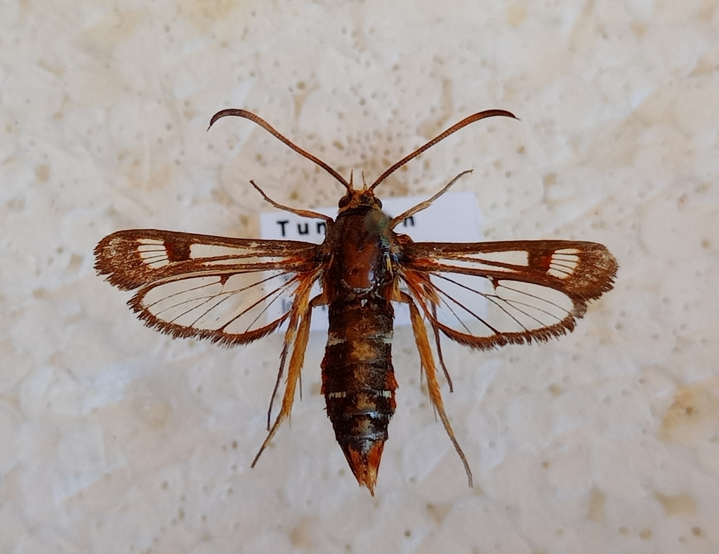 Dock clearwing