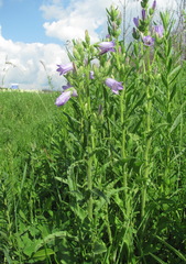 Campanula sibirica elatior