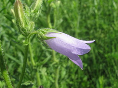 Campanula sibirica elatior