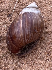 Lissachatina immaculata