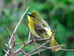 Ploceus cucullatus spilonotus