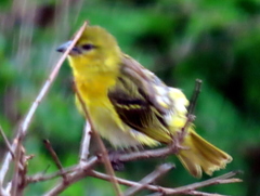 Ploceus cucullatus spilonotus