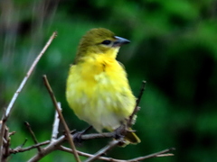 Ploceus cucullatus spilonotus