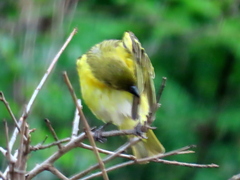 Ploceus cucullatus spilonotus