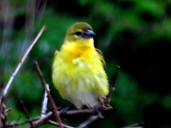 Ploceus cucullatus spilonotus