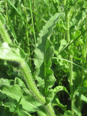 Campanula sibirica elatior