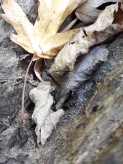 Dictenidia bimaculata