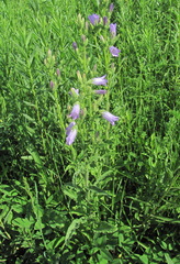 Campanula sibirica elatior