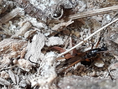 Dictenidia bimaculata