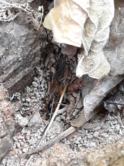 Dictenidia bimaculata