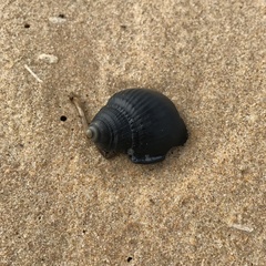 Semicassis semigranosa