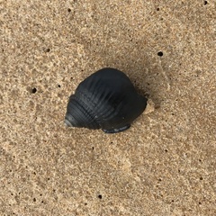 Semicassis semigranosa