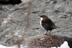 Cinclus cinclus leucogaster