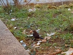 Turdus merula