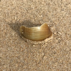 Semicassis semigranosa