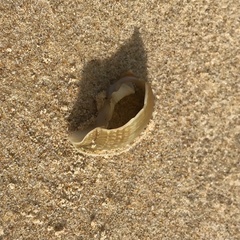 Semicassis semigranosa