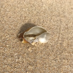 Semicassis semigranosa