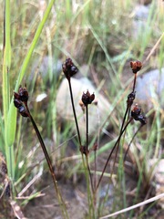 Juncus triglumis