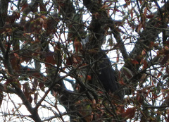 Accipiter melanoleucus