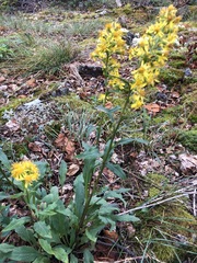Solidago virgaurea lapponica