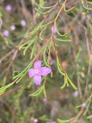 Boronia filifolia