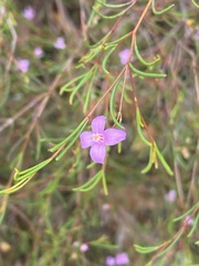 Boronia filifolia