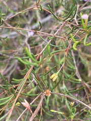 Boronia filifolia
