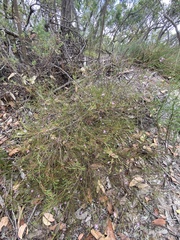 Boronia filifolia