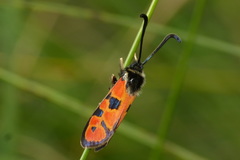 Zygaena hilaris