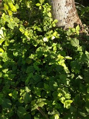 Hibiscus ovalifolius