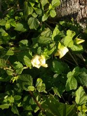 Hibiscus ovalifolius