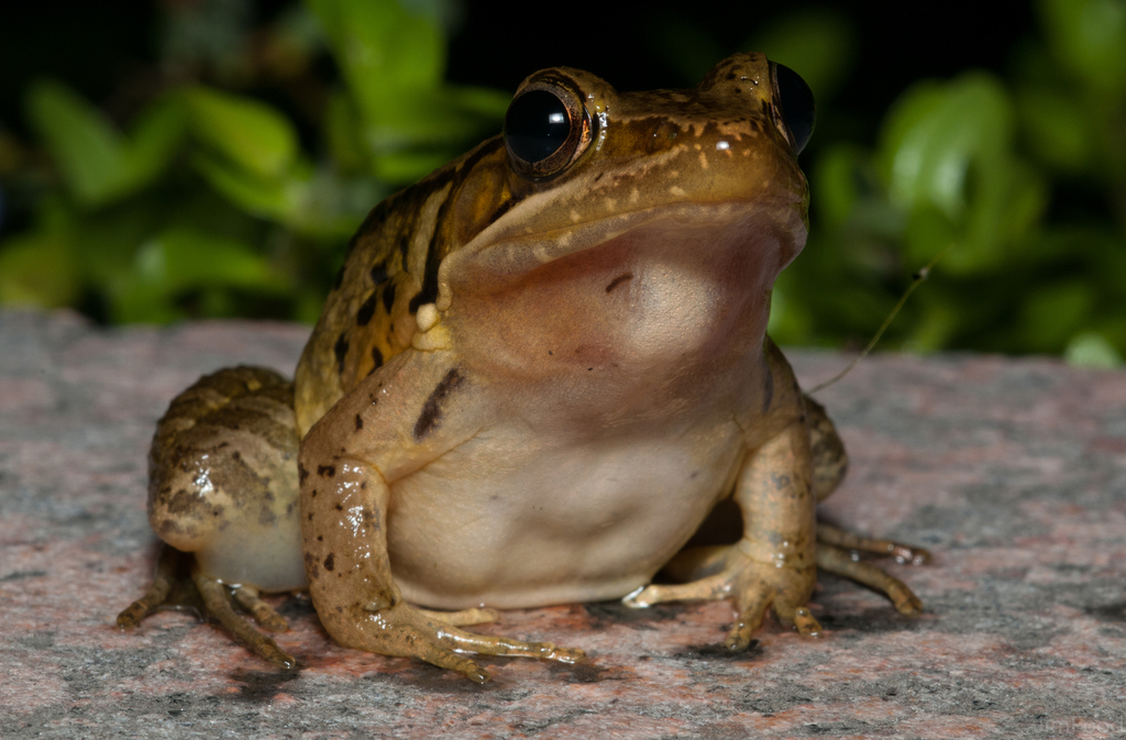 Music Frogs