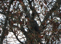 Accipiter melanoleucus