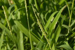 Digitaria henryi