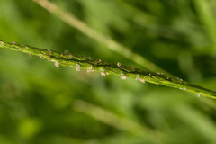 Digitaria henryi