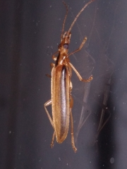 Thelyphassa lineata