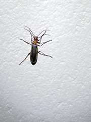 Lydomorphus bisignatus