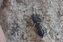 Leptorchestes berolinensis