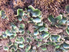 Dictyosphaeria sericea