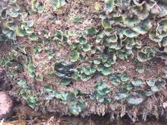 Dictyosphaeria sericea