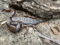 Hadogenes granulatus