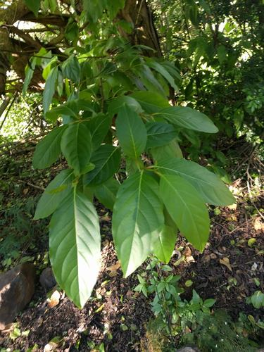Citharexylum spinosum
