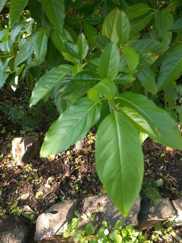 Citharexylum spinosum